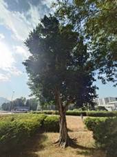 A tree in a park

AI-generated content may be incorrect.