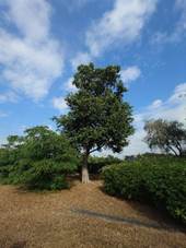 A tree in a park

AI-generated content may be incorrect.