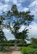 A picture containing tree, sky, outdoor, plant

Description automatically generated