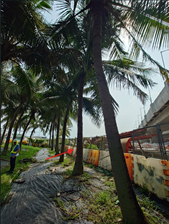 A person standing next to a row of palm trees

AI-generated content may be incorrect.