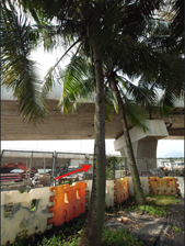 A palm tree under a bridge

AI-generated content may be incorrect.