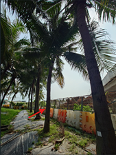 A path between palm trees

AI-generated content may be incorrect.