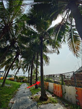 A path between palm trees

AI-generated content may be incorrect.