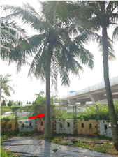 A palm tree with a red arrow

AI-generated content may be incorrect.