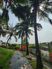 A group of palm trees

AI-generated content may be incorrect.