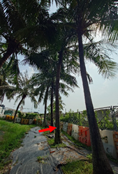 A group of palm trees

AI-generated content may be incorrect.