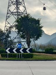 A tree next to a power line

AI-generated content may be incorrect.