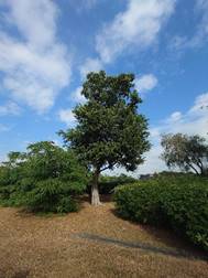 A tree in a park

AI-generated content may be incorrect.