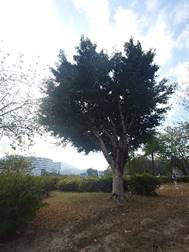 A tree in a park

AI-generated content may be incorrect.