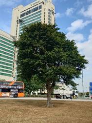 A tree next to a building

AI-generated content may be incorrect.