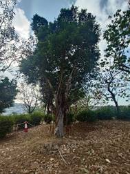 A tree in a field

AI-generated content may be incorrect.